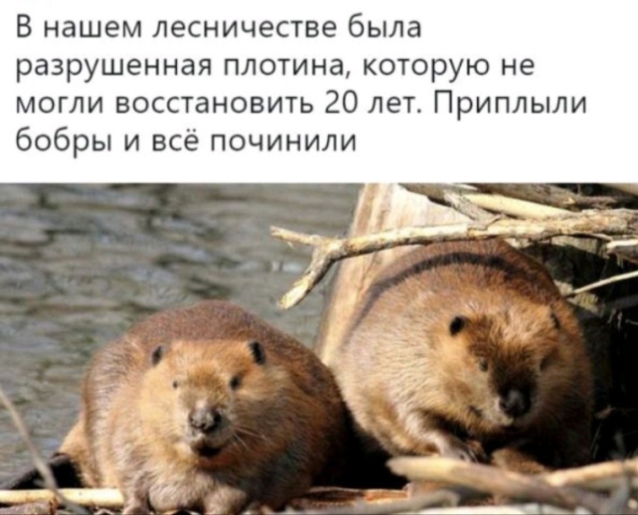 В нашем лесничестве была разрушенная плотина которую не могли восстановить 20 лет Приплыли бобры и всё починили