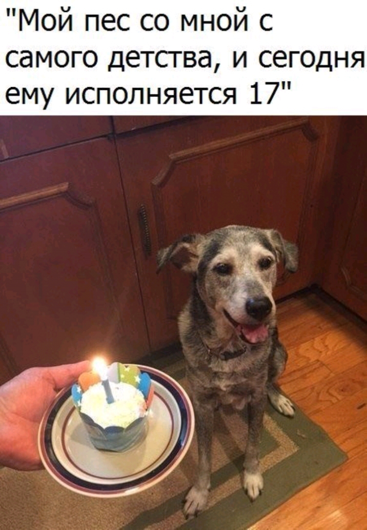 Мой пес со мной с самого детства и сегодня ему исполняется 17