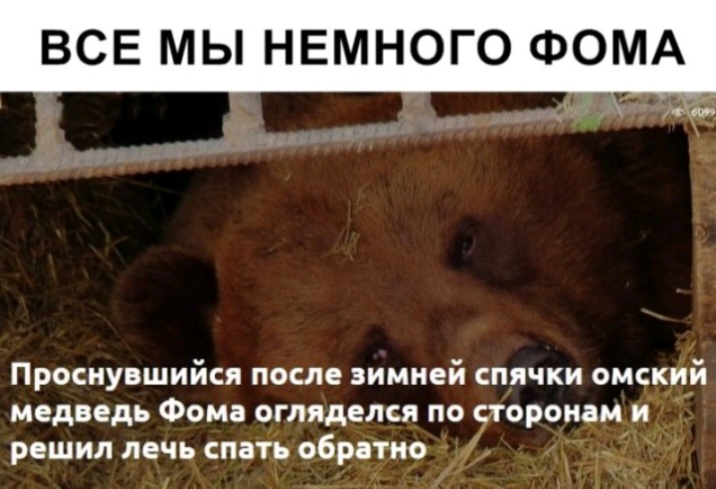ВСЕ МЫ НЕМНОГО ФОМА Просиувшийся после зимней спячки омский медведь Фома огляделся по уторонам и решил лечь спать обратно
