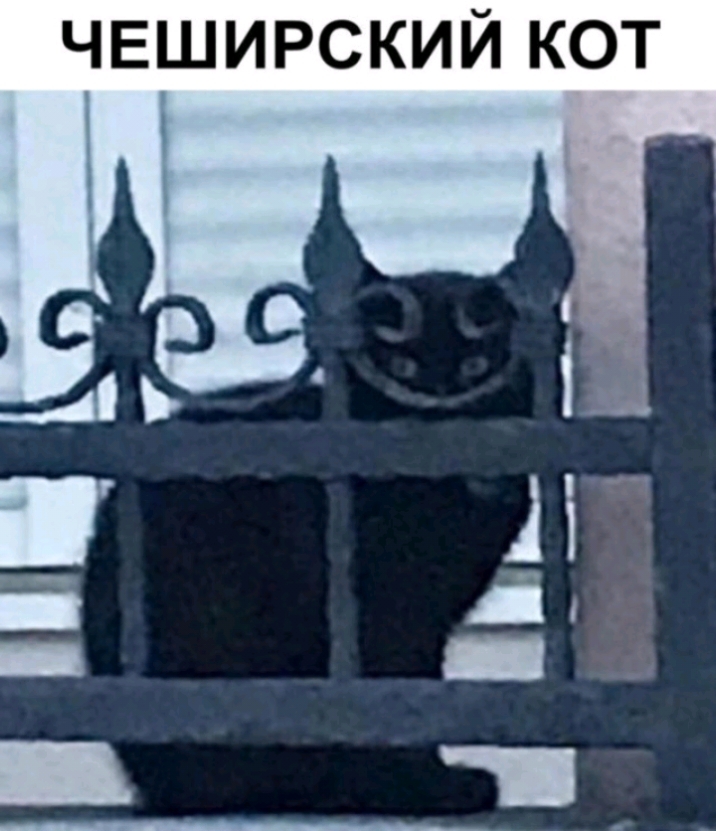 чвширский кот