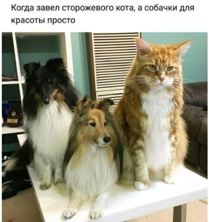 Когда завел сторожевого кота а собачки для красоты просто