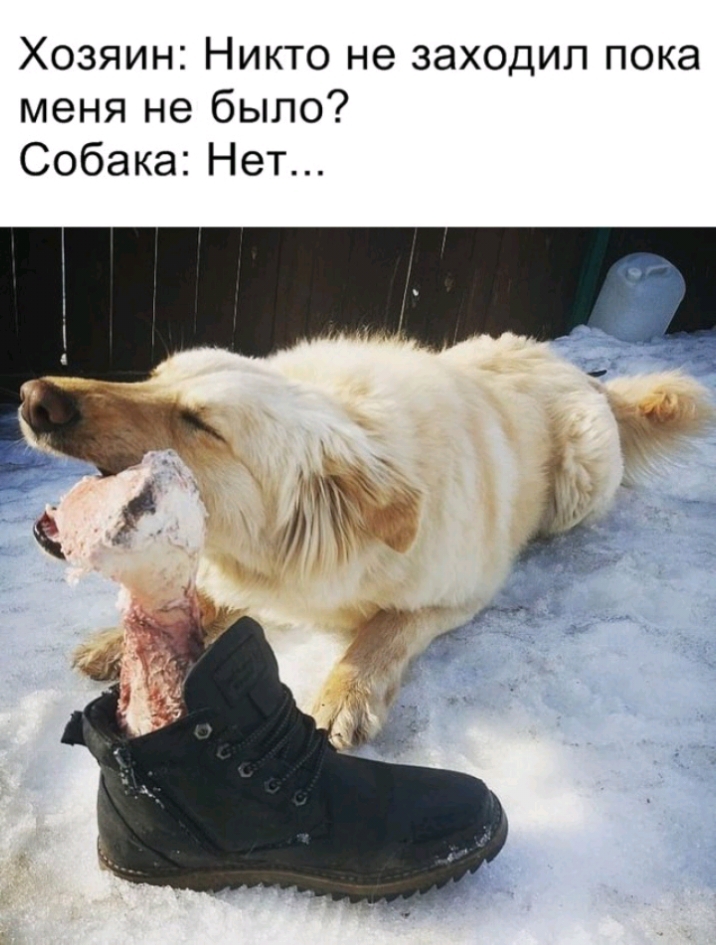 Хозяин Никто не заходил пока меня не было Собака Нет