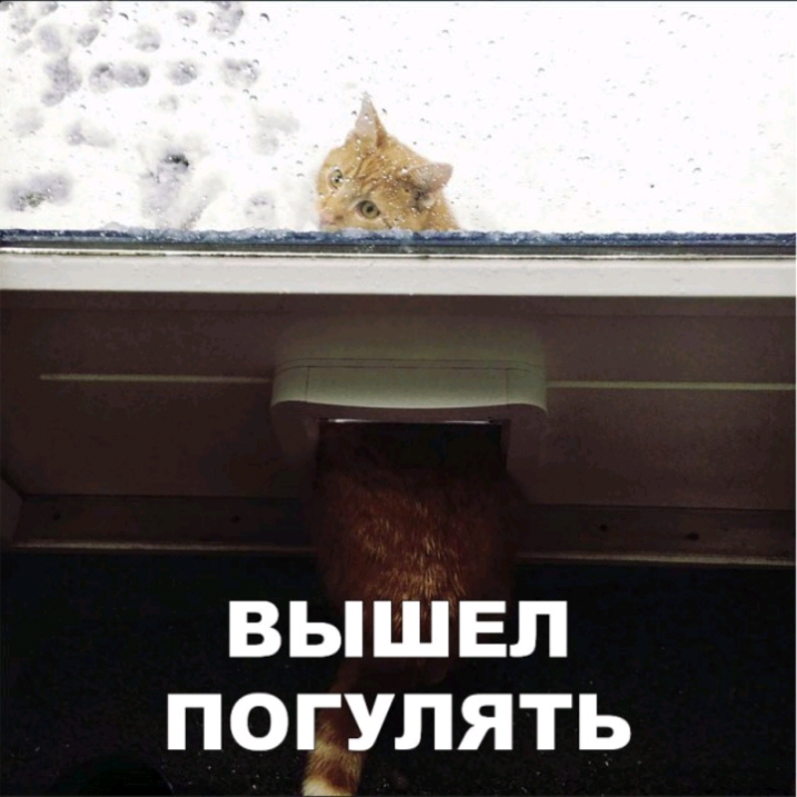 ВЫШЕЛ ПОГУЛЯТЬ