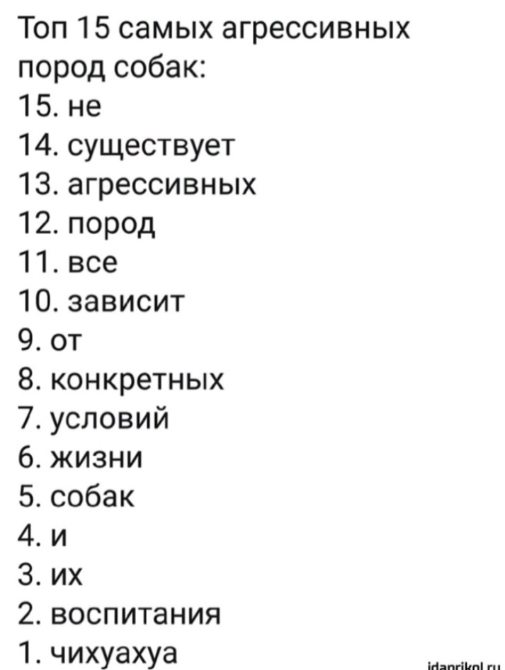 Топ 15 самых агрессивных породсобаю 15не 14суи4ествует 13агрессивньж 12пород 11все 10зависит 90т конкретньщ условий жизни собак и их воспитания чихуахуа 4 пэюдь 0101а Напг1п
