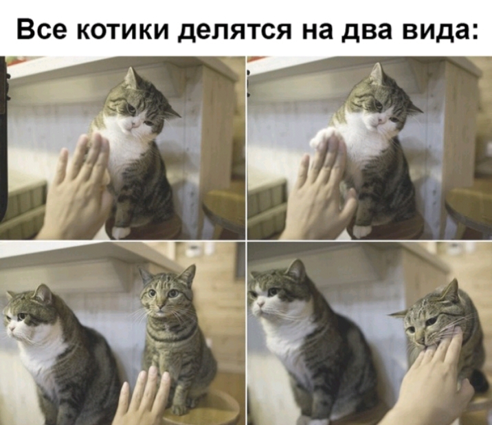 Все КОТИКИ делятся на два вида