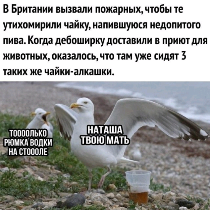 В Британии вызвали пожарных чтобы те утихомирили чайку напившуюся недопитого пива Когда дебоширку доставили в приют для животных оказалосьчто там уже сидят 3 таких же чайки алкашки _в_ тпппппьк НдТдШд РЮМКА водки ТВОЮ МАТЬУМ нд стоопЛЕ