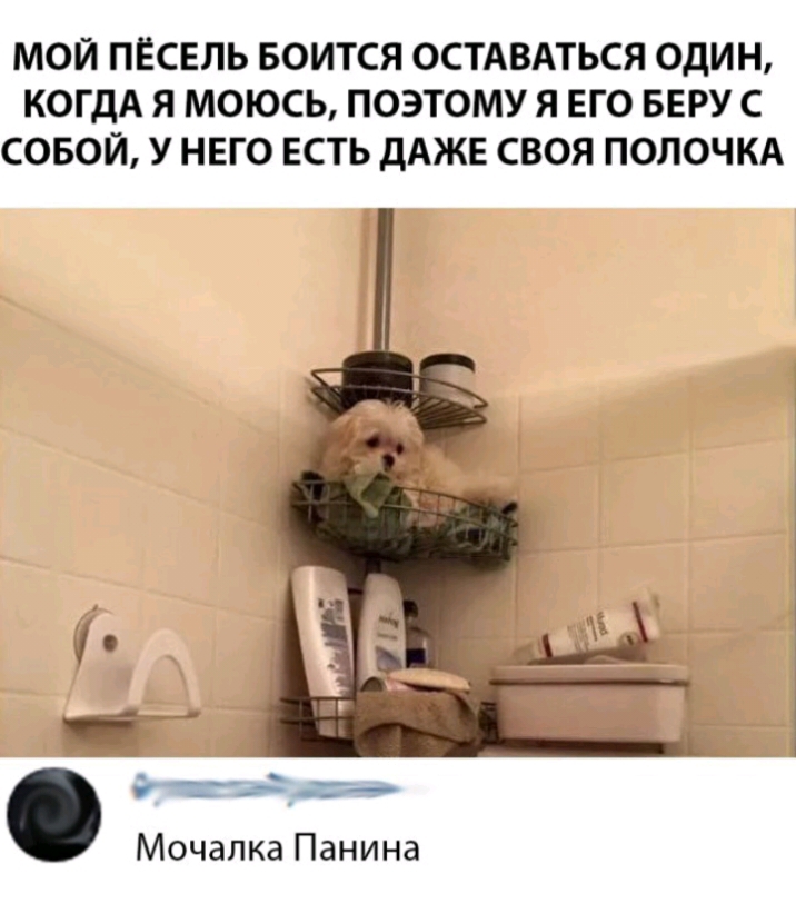 МОЙ ПЕСЕЛЬ БОИТСЯ ОСТАВАТЬСЯ ОДИН КОГДА Я МОЮСЬ ПОЭТОМУ Я ЕГО БЕРУ С СОБОЙ У НЕГО ЕСТЬ ДАЖЕ СВОЯ ПОЛОЧКА Мочалка Панина