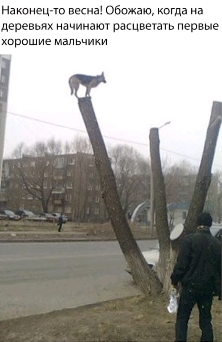 Наконец то весна Обожаю когда на деревьях начинают расцветать первые хорошие мальчики