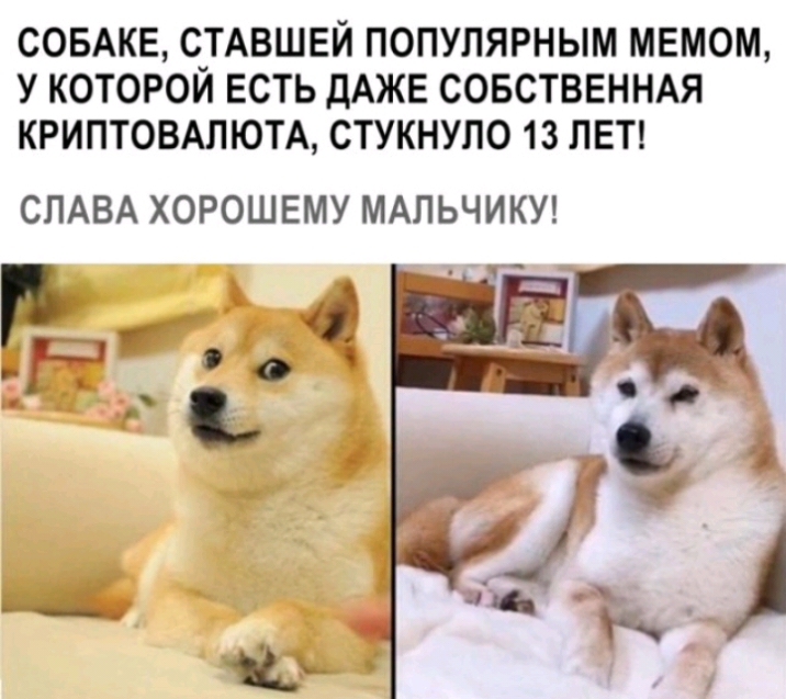 СОБАКЕ СТАВШЕЙ ПОПУЛЯРНЫМ МЕМОМ У КОТОРОЙ ЕСТЬ ДАЖЕ СОБСТВЕННАЯ КРИПТОВАЛЮТА СТУКНУЛО 13 ЛЕТ СЛАВА ХОРОШЕМУ МАЛЬЧИКУ Г ы