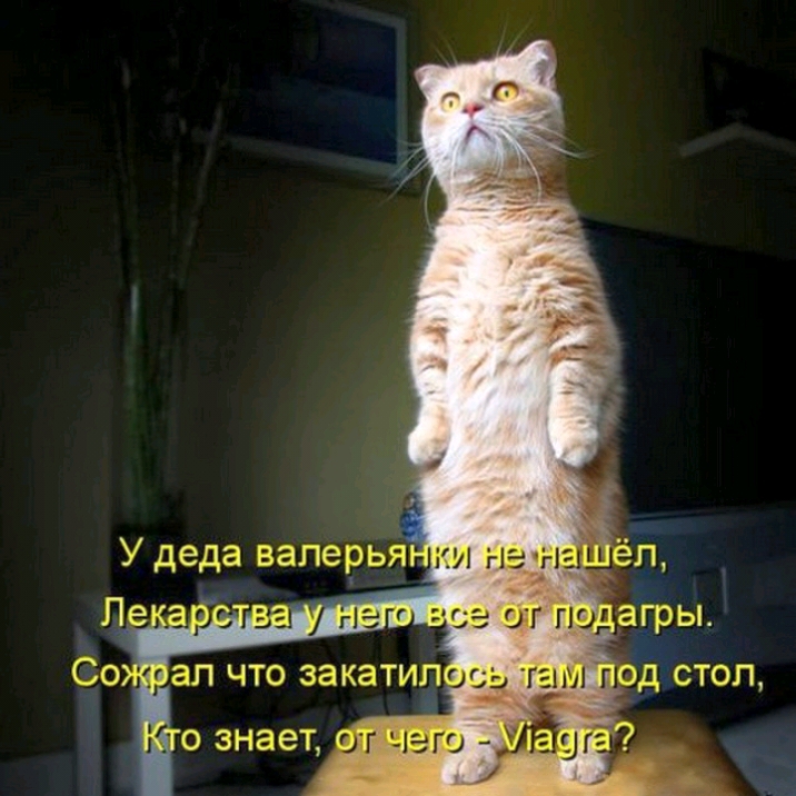 го знает отт