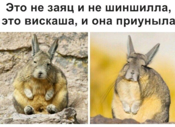 ЭТО не заяц И не ШИНШИЛЛЗ ЭТО ВИСКЗШЗ И она приуныла
