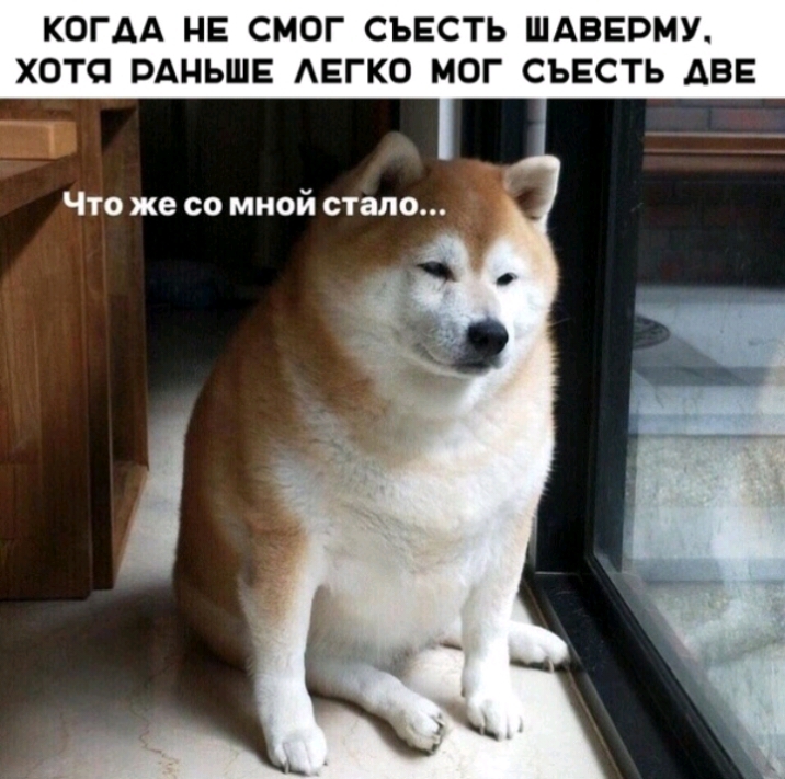 КОГАА НЕ СМОГ СЬЕСТЬ ШАВЕРМУ ХОТП РАНЬШЕ АЕГКО МОГ СЪЕСТЬ АВЕ ЧТО же СО МНОЙ стало