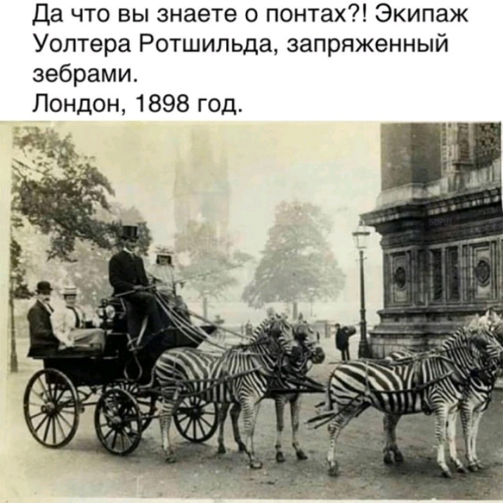 Да что вы знаете о понтах Экипаж Уолтера Ротшильда запряженный зебрами Лондон 1898 год