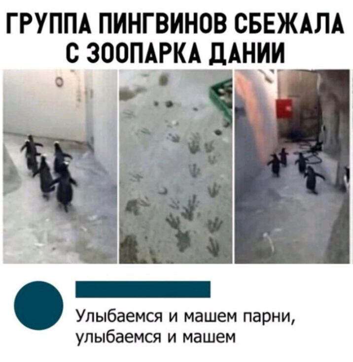 ГРУППА ПИНГВИНОВ СБЕЖАЛА С ЗООПАРКА дАНИ _ Улыбаемся и машем парни упыбаемся и машем