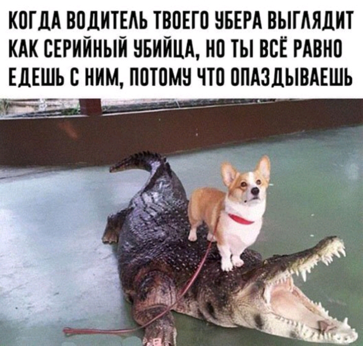КОГДА ВПДИТЕАЬ ТВОЕГП ББЕРА ВЫГАЯДИТ КАК СЕРИЙНЫЙ НБИЙЦА НП ТЫ ВСЁ РАВНП ЕДЕШЬ НИМ ППЮМН ЧП ППАЗДЫВАЕШЬ _