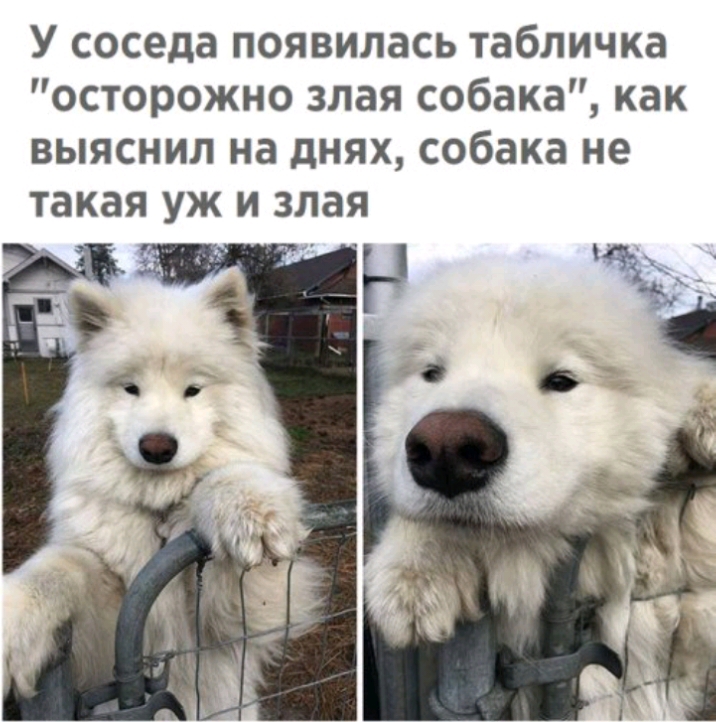 У соседа появилась табличка осторожно злая собака как выяснил на днях собака не такая уж и злая