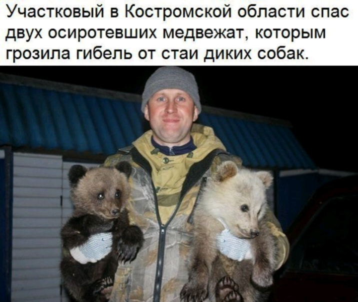 Участковый в Костромской области спас двух осиротевших медвежат которым грозила гибель от стаи диких собак