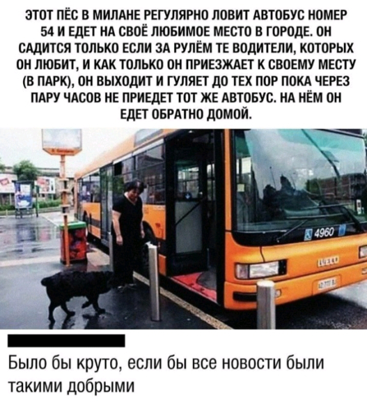 этот лес в милдне регулярно ловит АВТОБУС НОМЕР 54 и едет НА своё лювимое место в городе он САДИТСЯ только если зд рулем те водители которых он любит И КАК только он приезждет к своему месту в ПАРК он выходит и гуляет до тех пор покд через ПАРУ чдсов не приедет тот же АВТОБУС НА нём он едет оврдтно домой Было бы круто если бы все новости были такими добрыми