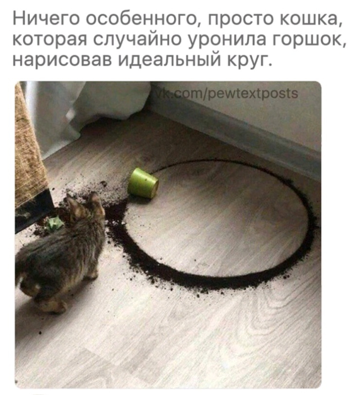 Ничего особенного просто кошка которая случайно уронила горшок нарисовав идеальный круг