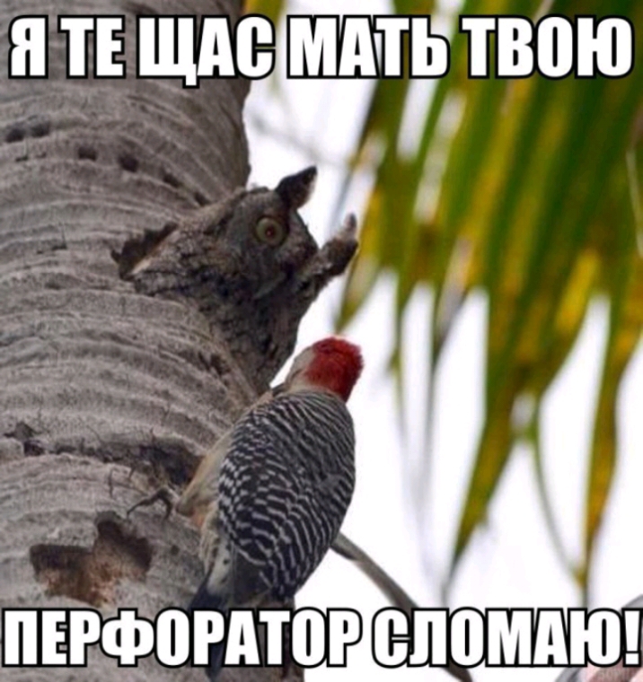 іі ТЕ щие МПТР ТВПЮ ііЕРФііРдіііР ШШ