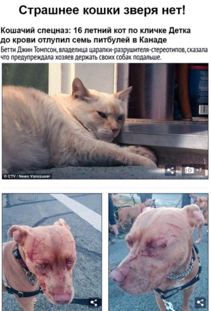 Страшнее кошки зверя нет Кошачий спецназ 16 летний кот по кличке детка до крови отпупил семь питбулей Канаде Бетти Джин Томпсон владелица царапкиАразрушитет стереочиповхказапа что предупреюала хозяев держать своих собак подальше