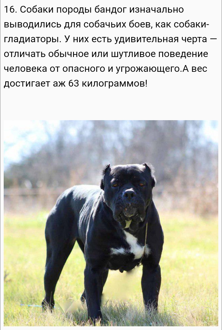 16 Собаки породы бандог изначально выводились для собачьих боев как собаки гладиаторы У них есть удивительная черта отличать обычное или шутливое поведение человека от опасного и угрожающегоА вес достигает аж 63 килограммов