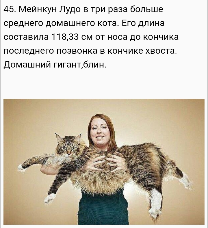 45 Мейнкун Лудо в три раза больше среднего домашнего кота Его длина составила 11833 см от носа до кончика последнего позвонка в кончике хвоста Домашний гигантблин