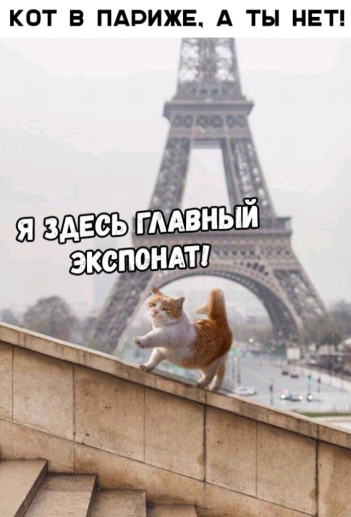 КОТ В ПАРИЖЕ А ТЫ НЕТ