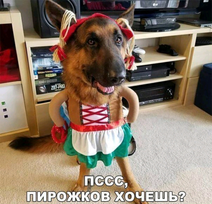 крэжэ 2303
