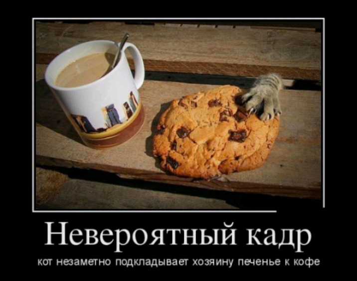 Невероятный кадр КШ НЫЗМЕТНО ПОДКЛЗДЫВЗЕТ ХОЗЯИНУ печенье К офе