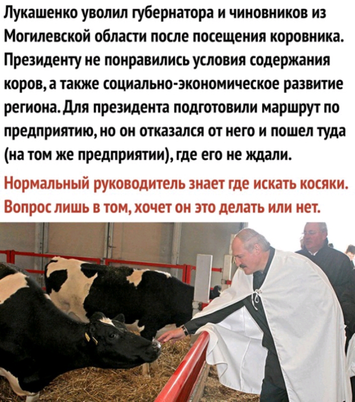 Лукашенко уволил губернатора и чиновников из Могилевской области после посещения коровника Президенту не понравились условия содержания корова также социально экономическое развитие региона для президента подготовили маршрут по предприятию но он отказался от него и пошел туда на том же предприятии где его не ждали