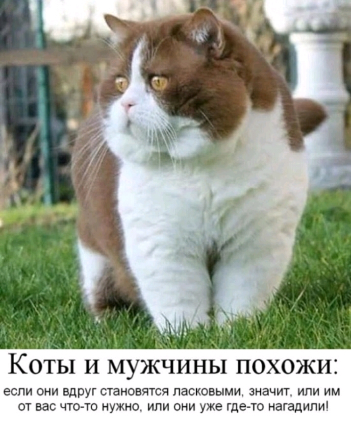 у _ Ко Ы и мужчины похожи если ОНИ вдруг СТЗНОВЯТСЯ ПЗСКОБЫМИ ЗНЗЧИТ ИЛИ ИМ ОТ ВЭС ЧТО ТО НУЖНО ИЛИ ОНИ уже гдето нагадили