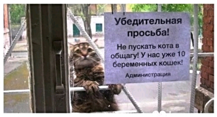 __ _ МЗ убедителысая просьба _ испускатькотав обшгу У нас уже 10 беремнных кошек Ё Митры ИП