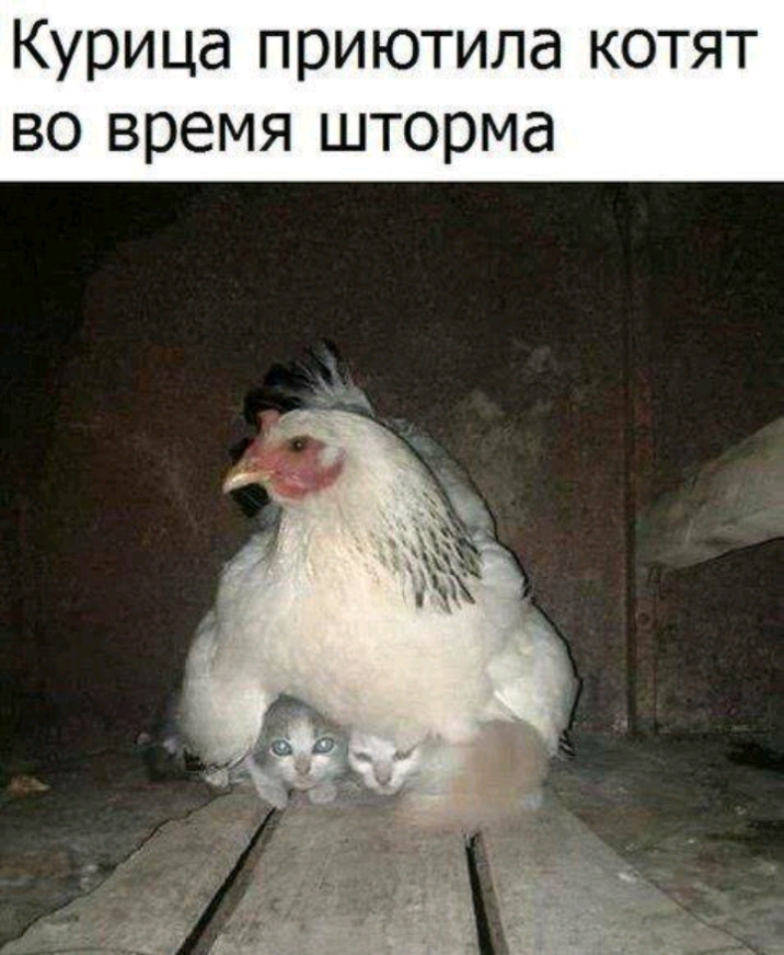 Курица приютила котят во время шторма
