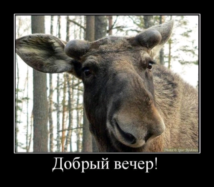 Добрый вечер