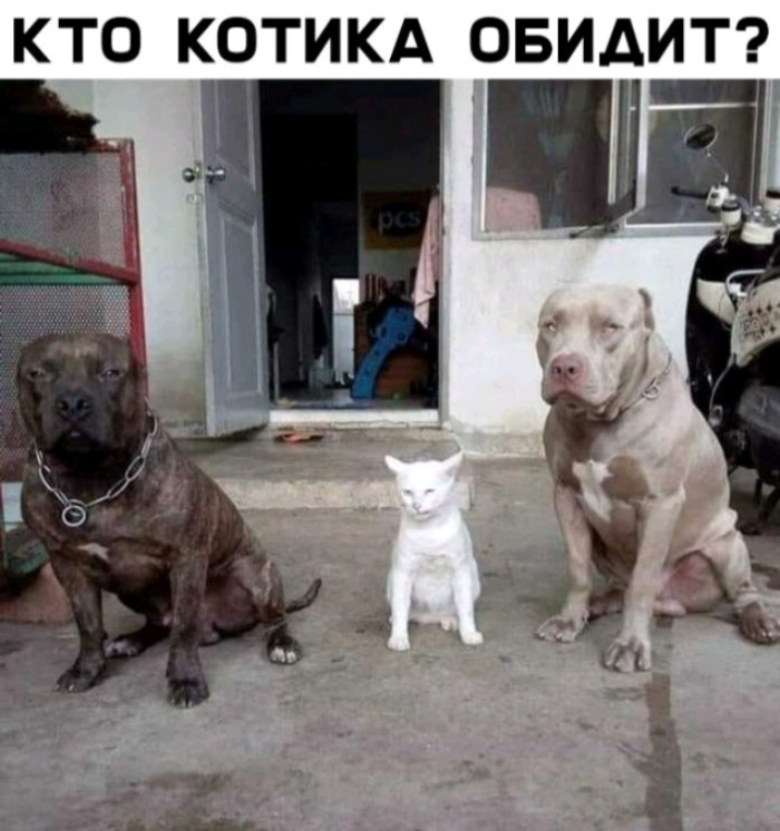кто котикд ОБИАИТ_ 1