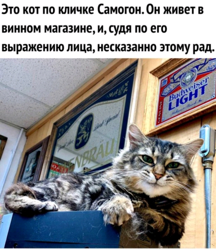 Это кот по кличке Самогон0н живет в винном магазинеи судя по его выражению лица несказанно этому рад