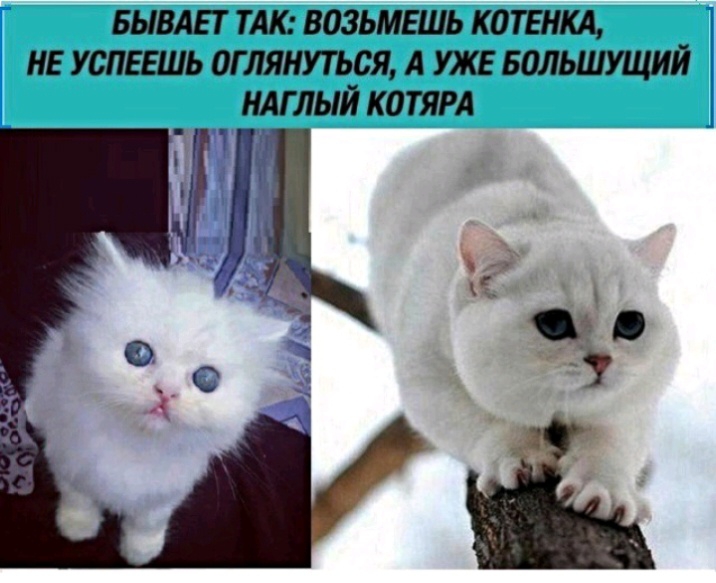 БЫВАЕТ ТАК ВОЗЬМЕШЬ К0ТЕНКА НЕ УСПЕЕШЬ ОГ ЛЯНУТЬЬЯ А УЖЕ БОЛЬШУЩИЙ НАГЛЫЙ КОТЯРА