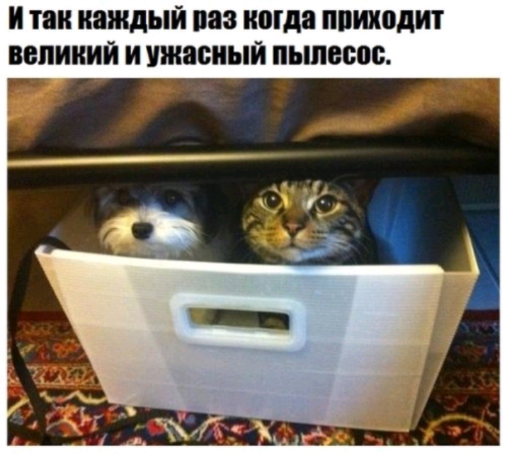 и так каждый раз когда ппиходит великий и ужасный пылесос