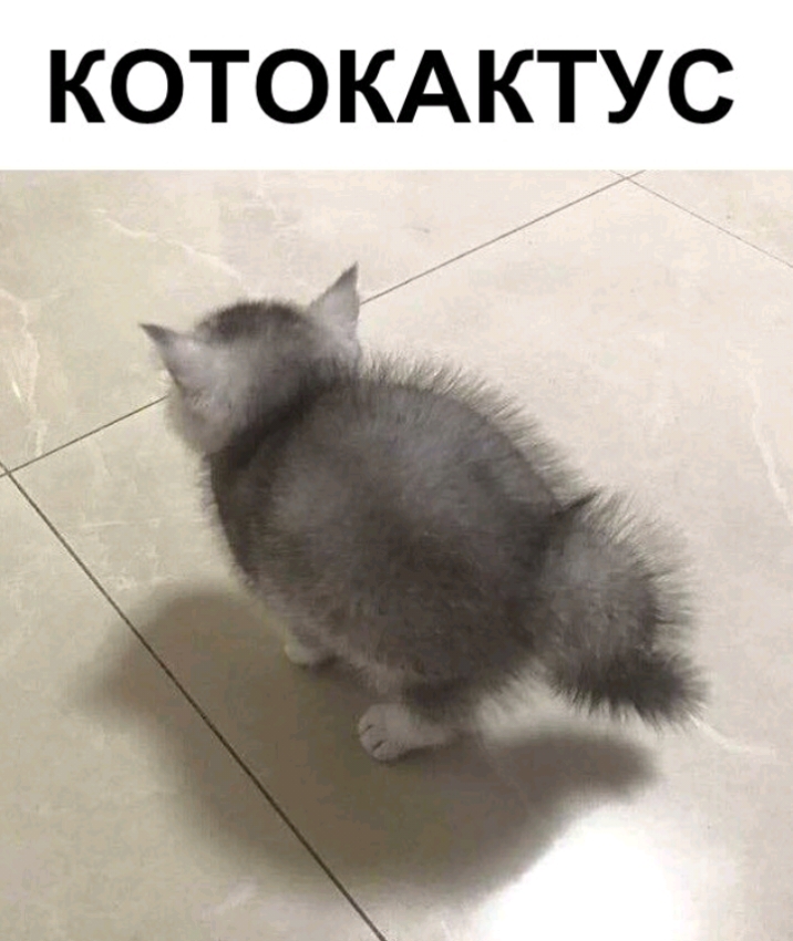 КОТОКАКТУС _4