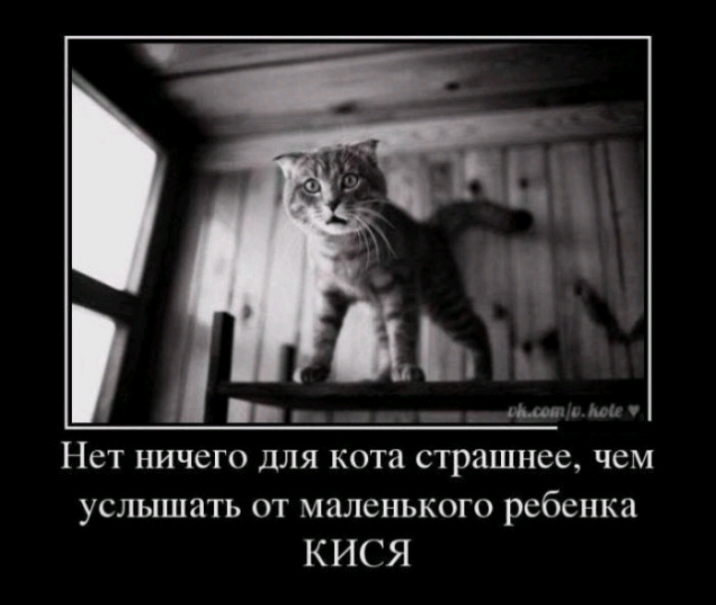 НСТ НИЧЕГО ДЛЯ кота страшнее ЧЕМ услышать от маленького ребенка КИСЯ