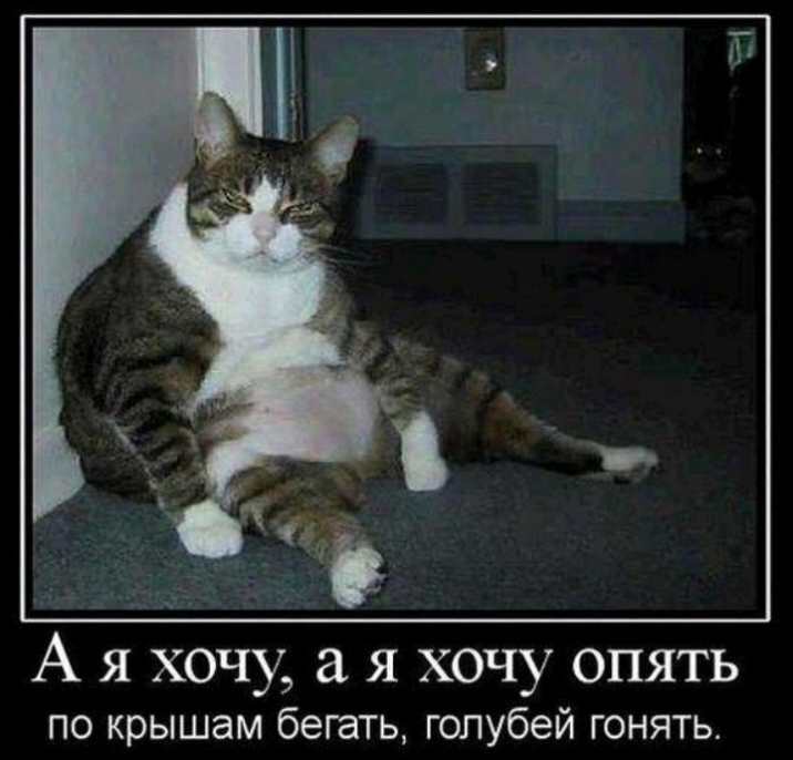 А я хочу а я хочу опять по крышам бегать голубей гонять