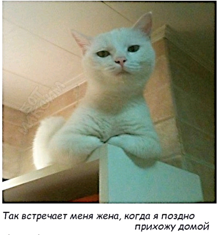 Так встречает меня жена когда я поздно прихожу домой
