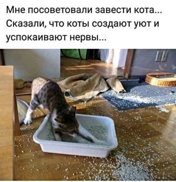 Мне П0С038Т0В8ЛИ завести КОТЗ Сказали ЧТО КОТЫ СОЗДЭЮТ УЮТ И УСПОКЭИВЗЮТ нервы
