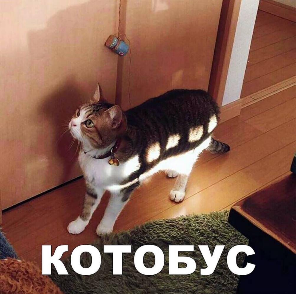 котоіЁЁіс