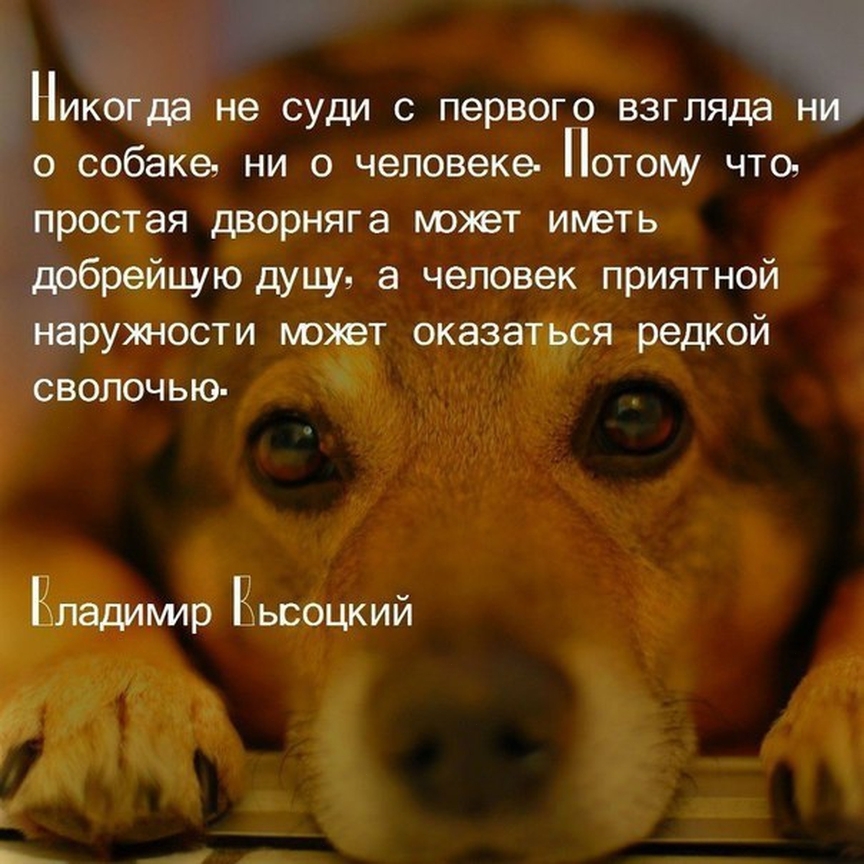 Никогда не суди с первого взгляда Н о собаке ни о человеке Потому что простая дворняга мохет иметь дрбрейцукдуцш а человек приятной наружности может оказаться редкой сволочью Епадимир Кьсоцкий