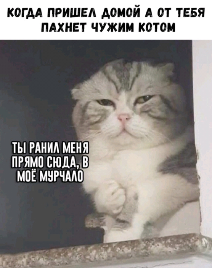 КОГДА ПРИШЕЛ ДОМОЙ А ОТ ТЕБЯ ПАХНЕТ ЧУЖИМ КОТОМ прямо сюды мог мнрчмю