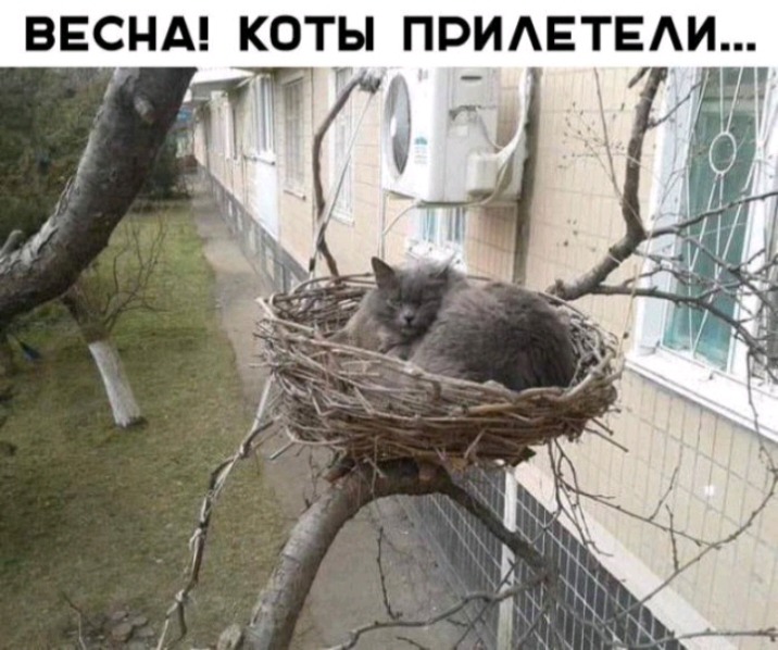 ВЕСНА КОТЫ ПРИЕТЕАИ