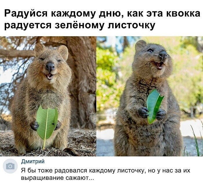 Радуйся каждому дню как эта квокка радуется зелёному листочку Я бЫ ТОЖЕ радовался КЗЖДОМУ ЛИСТОЧКУ НО У нас 35 ИХ Выращивание СЭЖЭЮТ