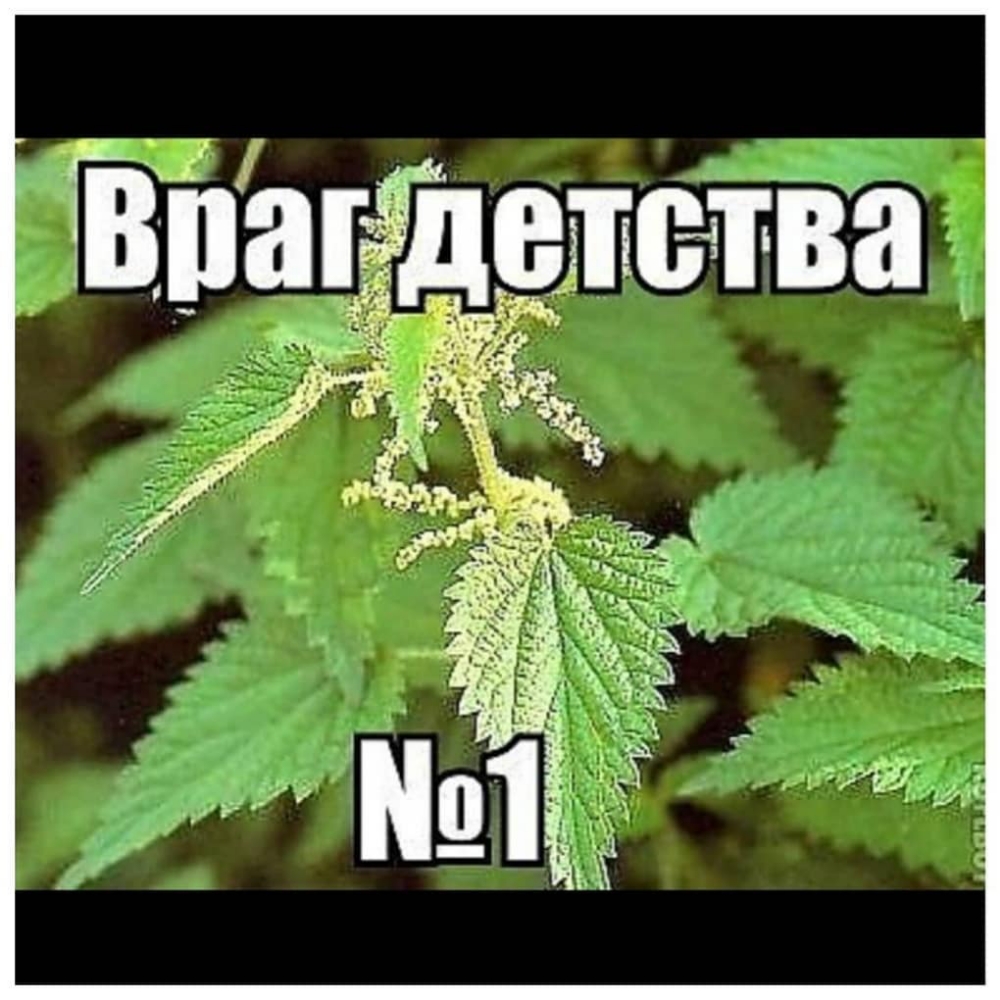 _ 8113841 Буа г